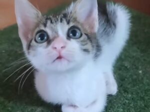 GatuAdopciones Cali