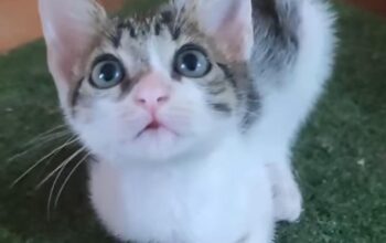 GatuAdopciones Cali