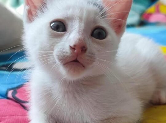 GatuAdopciones Cali