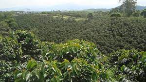 Vendo finca en vida cafrería Tolima
