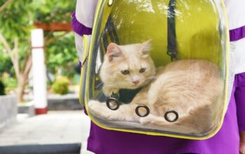Bolso Para Gato O Perro Bolso Maleta