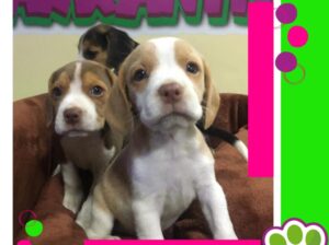 Cachorros Arkaninos