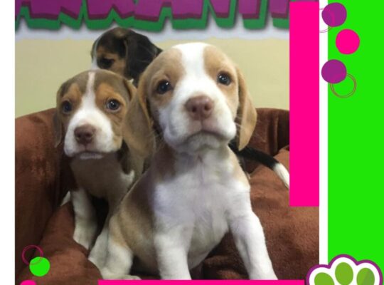 Cachorros Arkaninos