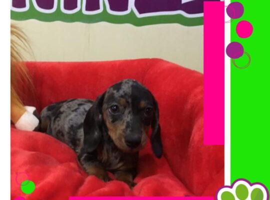 Cachorros Arkaninos