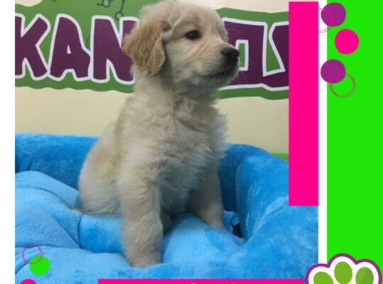 Cachorros Arkaninos